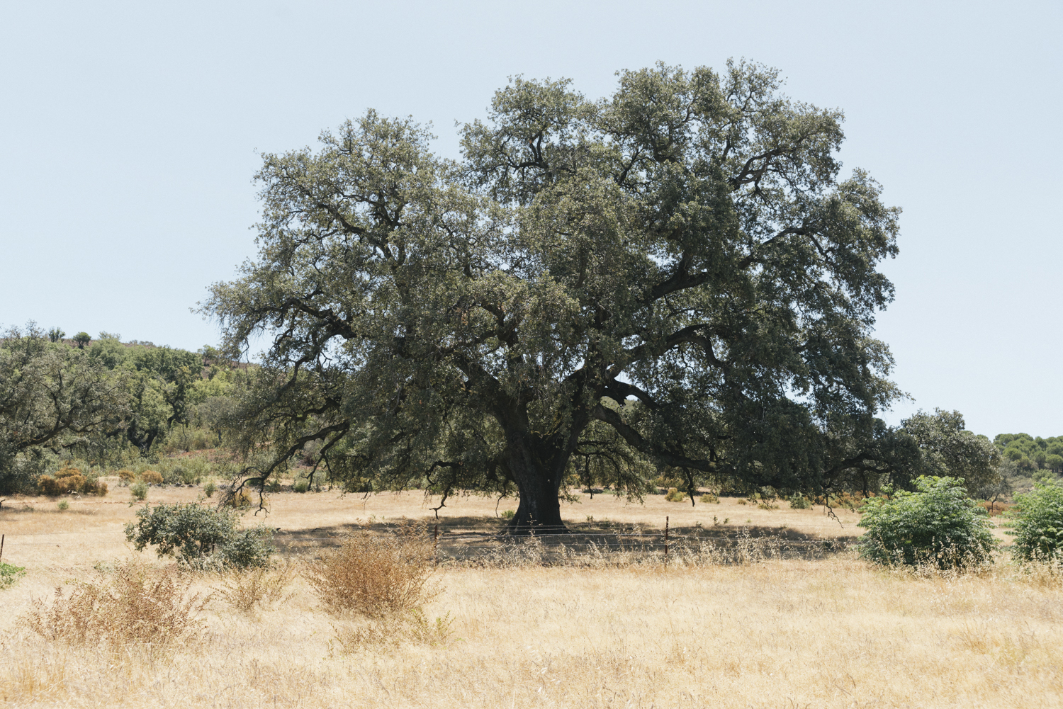Vista de El Madroño